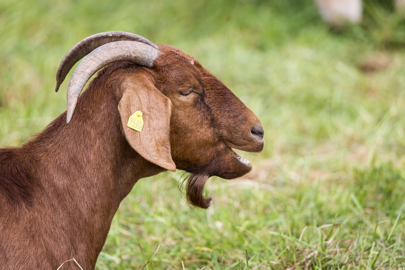 animal, side view, Mammals, curious, day, grass, creature, brown, ungulate, animals in the wild, Billy Goat, domestic goat, profile view, animal wildlife