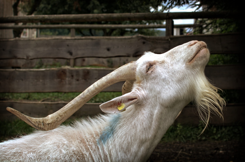 billy goat, boundary, domestic goat, goatee, mammal, 4K, animal wildlife, horse, focus on foreground, farm, nature, photo, closeup, face, livestock, white