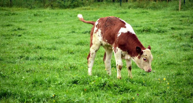 land, outdoors, grazing, grass, small, domestic, nature, one animal, young animal, outdoor enclosures, 5K, agriculture, animal, neuigierig, cute, creature