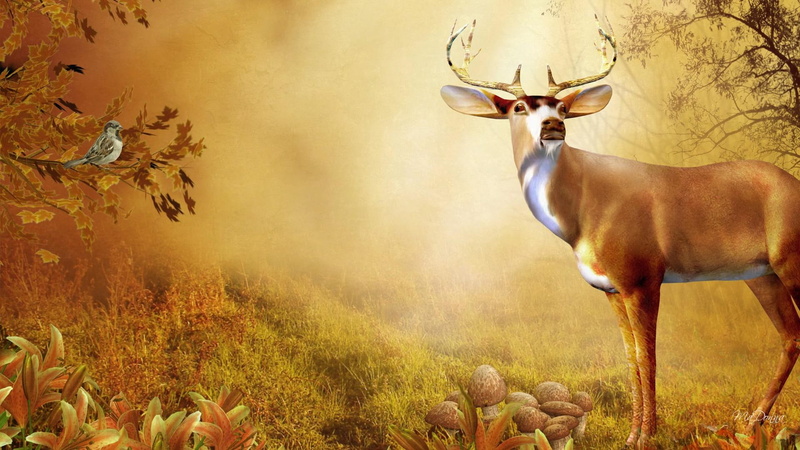 mushrooms, trees, fall, mist, grass, toadstools, gold, watching, deer, 1080P, bright, buck, bird, field