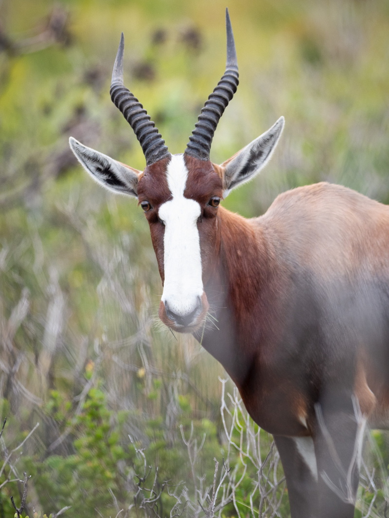 herbivorous, no people, bontebok, 4K, focus, standing, outdoors, wilderness, close-up, antelope, nature, south africa, animal, park, nature reserve, grass