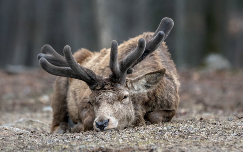 mammal, antler, animal, stag, goat, animal themes, deer, brown, looking, face, herbivorous, eyes, close-up, agriculture, vertebrate, outdoors, portrait