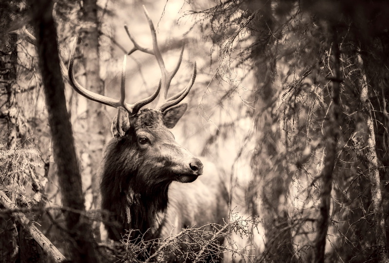 branch, wild, animal wildlife, vertebrate, 1080P, animal head, horned, land, wilderness, country, buck, focus on foreground, animal, plant, photography
