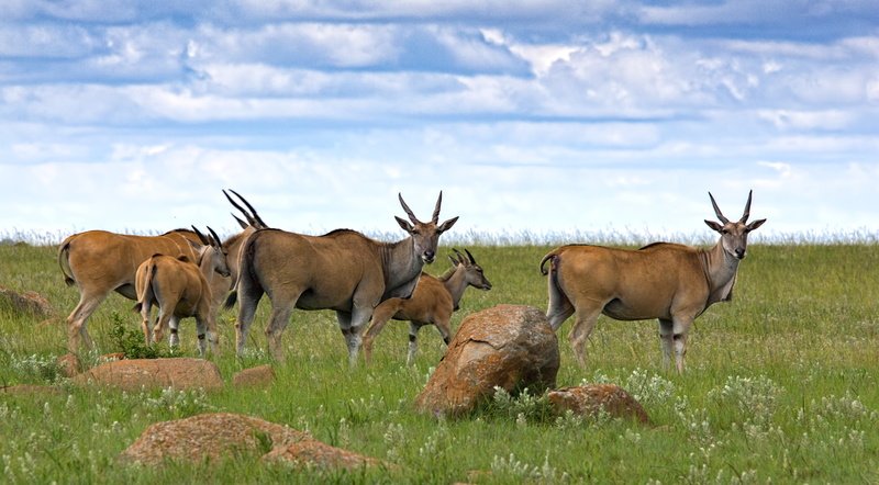 plant, eland, animal, africa, herbivorous, animal wildlife, animal themes, safari, vertebrate, grass, cloud - sky, oryx, savannah, deer, field, herd, sky