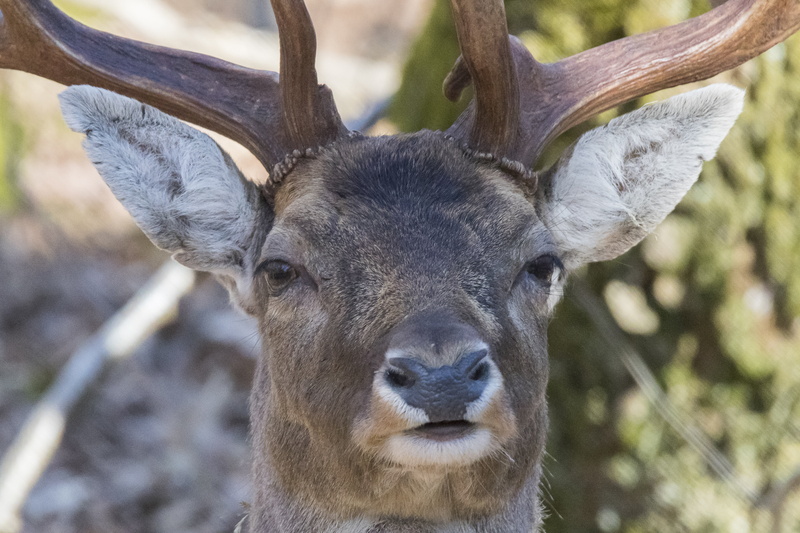 animal wildlife, eating, 4K, forest, looking, farm, goat, focus on foreground, tree, animal Head, mammal, horns, close-up, gray, meadow, one Animal, buck