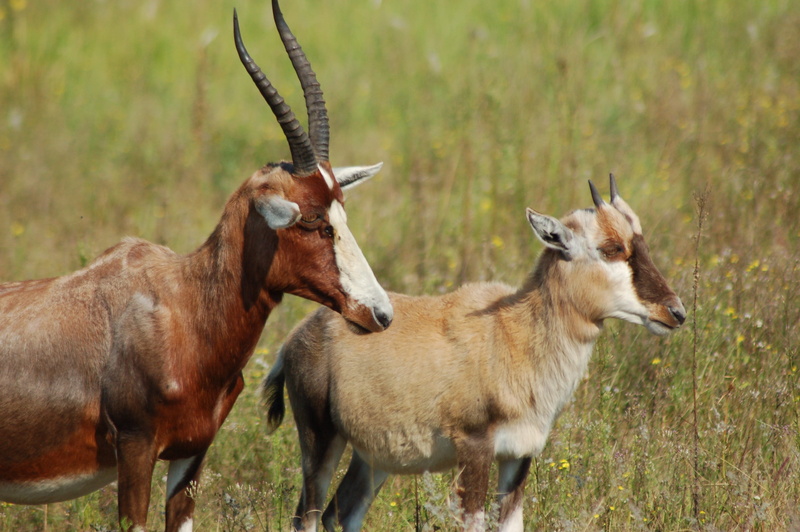 mammal, herbivorous, standing, group of animals, animal themes, buck, field, animal family, grass, plant, herd, domestic animals, day, animals, africa