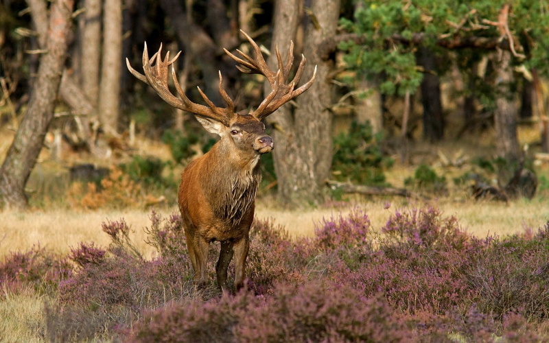 beauty In Nature, grass, mammal, male Animal, buck, brown, forest, outdoors, flowers, stag, horned, herbivorous, 1080P, animals In The Wild, nature, woodland
