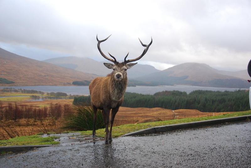 highlands, animals in the wild, animal wildlife, vertebrate, glens, standing, mountains, mammal, rannoch, brown deer, deer, outdoors, mountain, 4K, antler