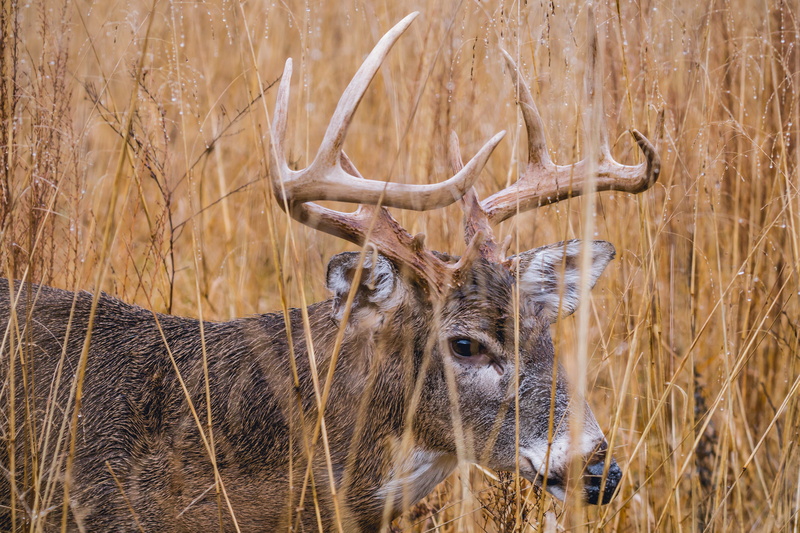 daytime, reindeer, nature, no people, plant, day, stag, animals In The Wild, horned, buck, horn, animal, vertebrate, field, herbivorous, animal themes
