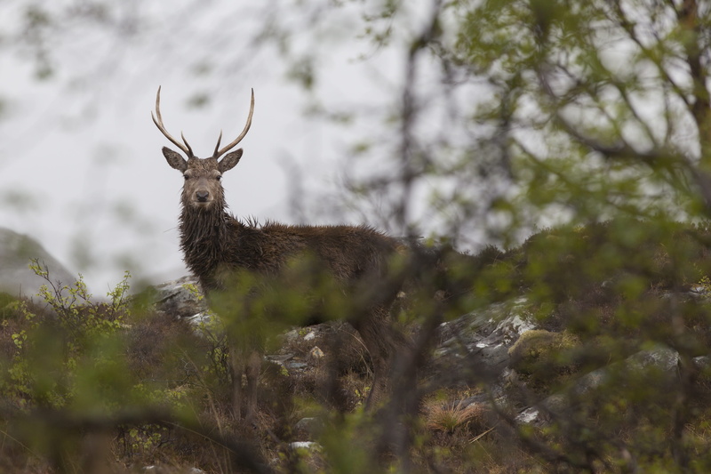 scotland, field, one animal, antler, forest, plant, land, deer, day, tree, outdoors, vertebrate, mammal, animal themes, deer hunting, red deer, no people