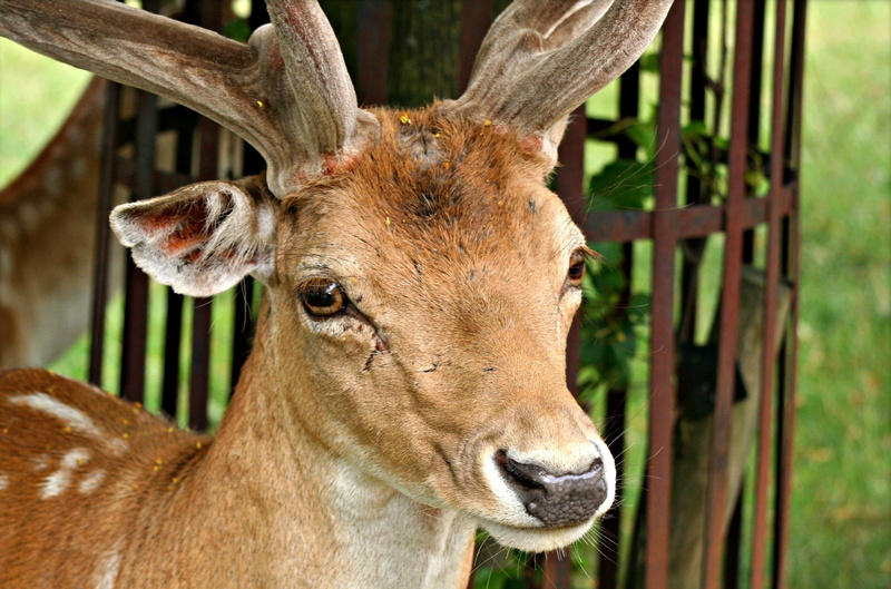 day, focus on foreground, horned, portrait, standing, 2K, young Animal, brown, mammal, animal, nose, pasture, nature, hoofed Mammal, ears, grass, tree