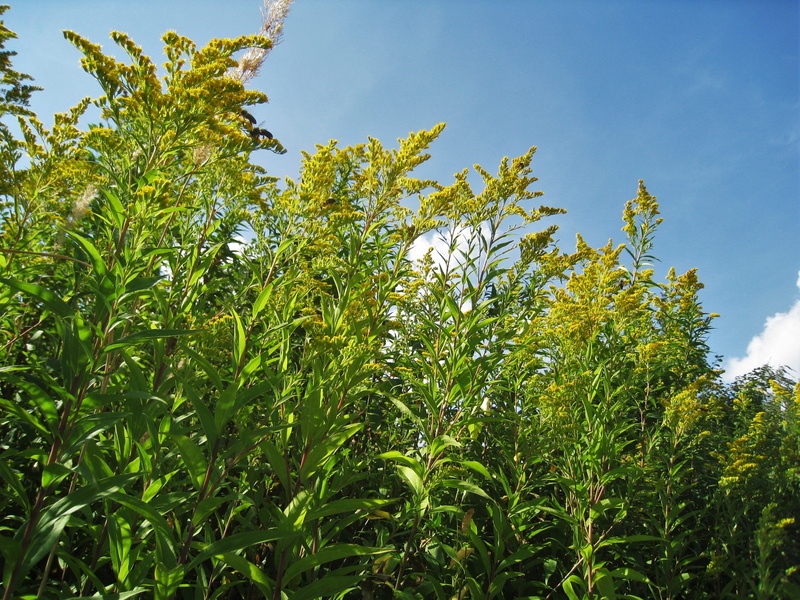 plant part, day, no people, Solidago, flowers, sunlight, tranquility, garden, plant, leaf, park, bee-friendly, beauty in nature, gold rhombus, growth, green color