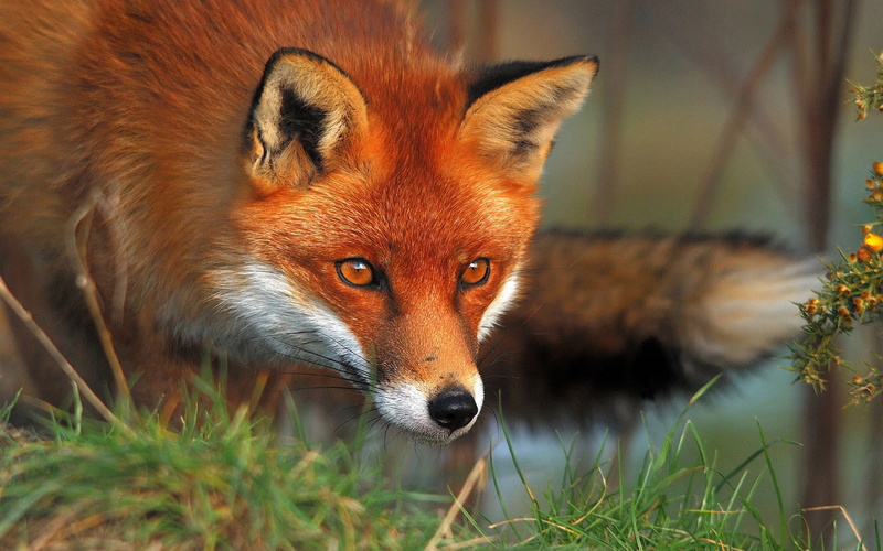 resolution, contrast, close-up, desktop, no people, animals in the wild, animal eye, 4K, clear, fox, outdoors, day, animal body part, nature, plant, mammal