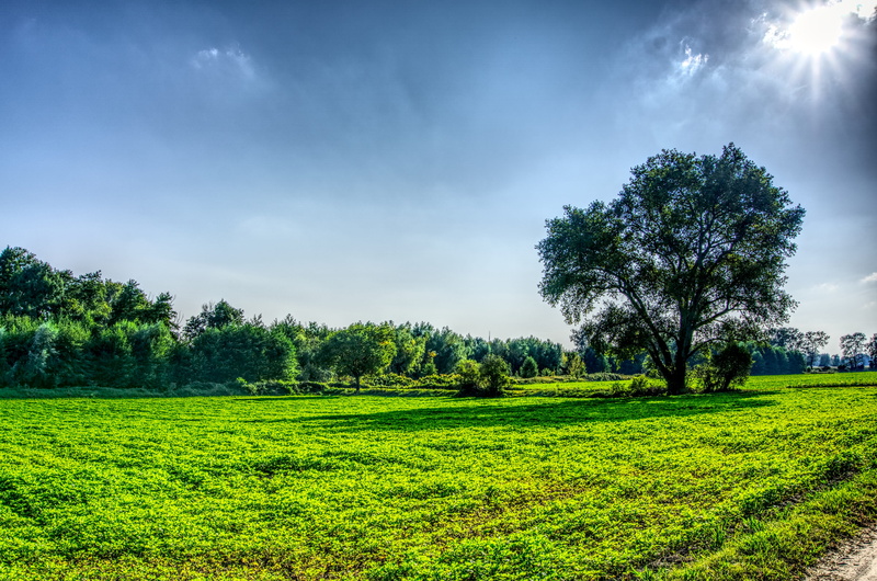 cloud - sky, tree, meadow, outdoors, scenics - nature, rural scene, grass, field, high dynamic range, idyllic, back light, plantation, landscape, tranquil scene