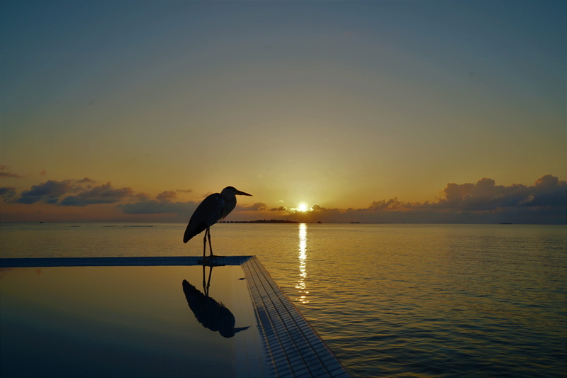 vertebrate, reflection, lake, Sea, beach, tranquil scene, sunset, beauty in nature, animal wildlife, Sunrise, nature, sunshine, animal themes, Maldives