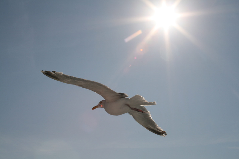 bird, one animal, flying, 4K, outdoors, nature, animal, vertebrate, animals in the wild, seagull, Gull, lens flare, Sun, sunny, animal wildlife, sunbeam