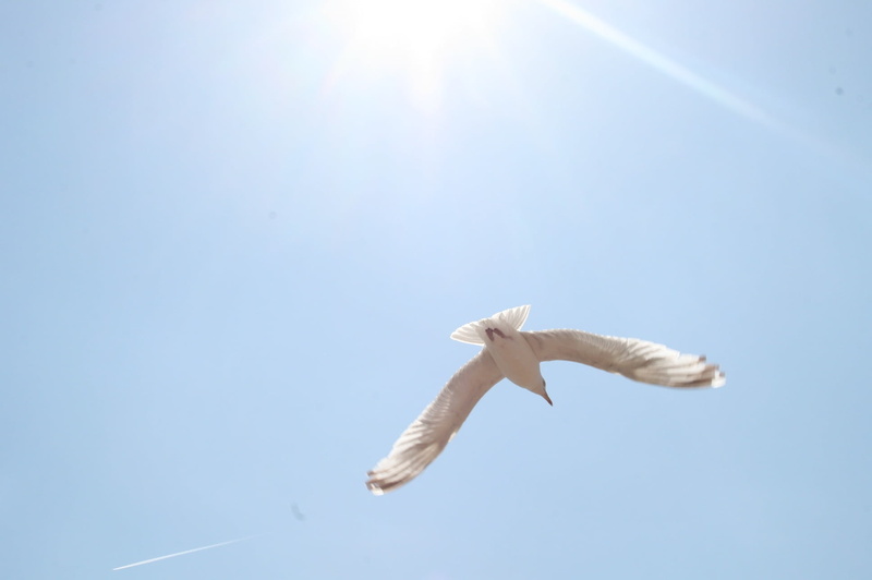 hope, seagulls, flying, animal, sky, 1080P, wings, blue sky, motion, no people, seagull, spread wings, freedom, bird, low angle view, animal themes, flight
