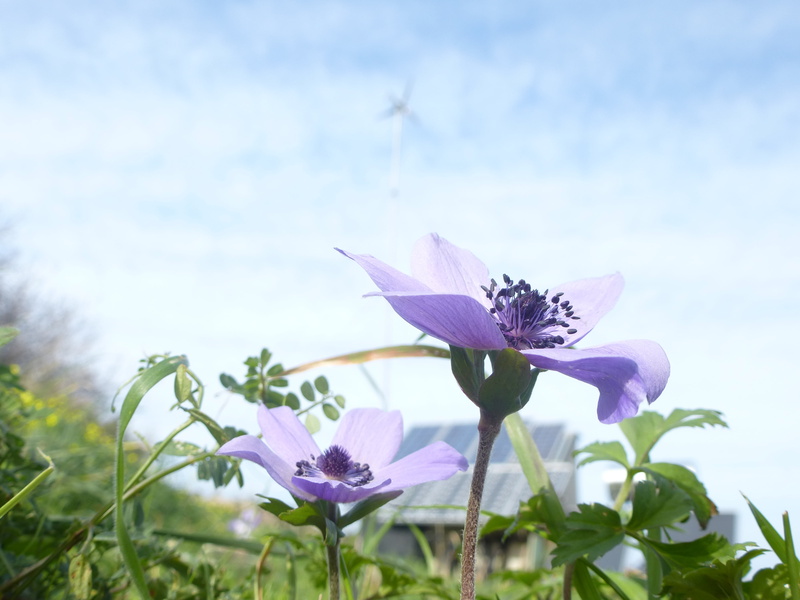 purple, 4K, in bloom, nature, petaled, beside, sky, ikaria, cloudy, bloom, greece, outdoors, solar-panels, summer, flower, anemones, green_energy, beauty In Nature