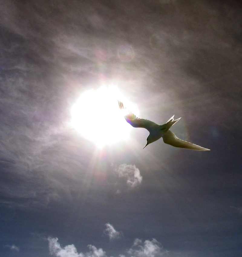 spread wings, wings, flying, Seagull, white clouds, cloud - sky, daytime, flight, low angle view, solar flare, bright, vertebrate, fairy tern, outdoors