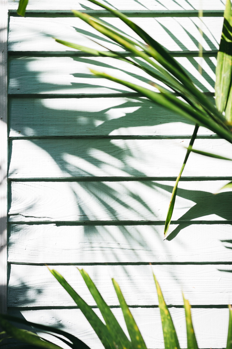 4K, tree, sunlight, beauty in nature, shadow, full frame, plant part, palm tree, key west, leaves, plant, no people, nature, backgrounds, outdoors, pattern