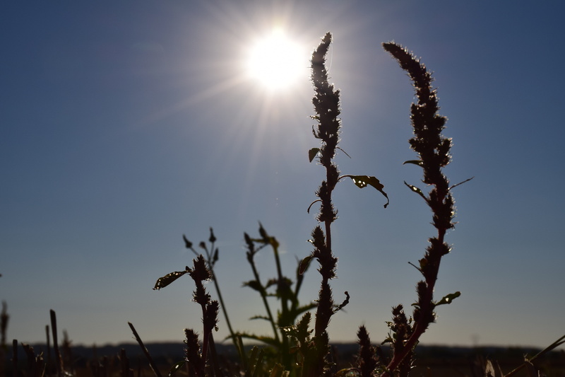 growth, low angle view, sunbeam, lens flare, focus on foreground, no people, bright, outdoors, day, sunny, sun, 5K, sky, nature, sunlight, plant, landscape