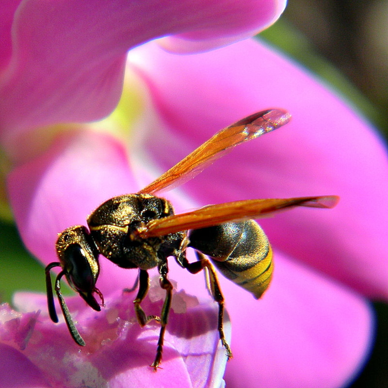 binomial, taxonomy, black, guêpe, close-up, bee, Munyon Island, Vespidae, yellow, Female, black wasp, MacArthur, wasp, family, pollination, nature, State Park