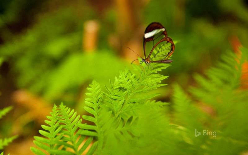 desktop, plant, coniferous tree, plant part, animals in the wild, selective focus, animal, madara, close-up, nature, pine tree, leaf, invertebrate, growth