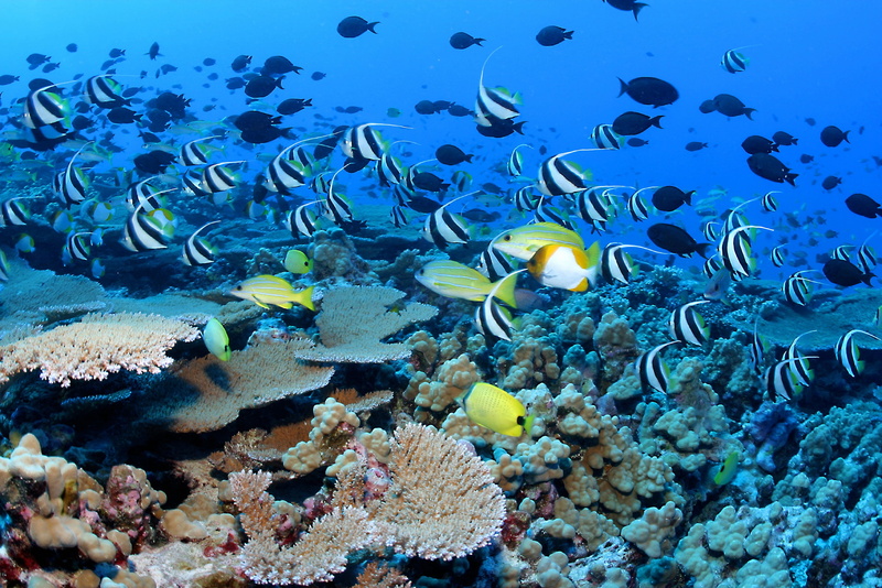 sea, large group of animals, coral, blue, animal, no people, sea life, marine, nature, invertebrate, school of fish, landscape, water, group of animals