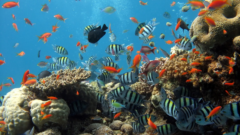 water, large group of animals, swimming, no people, coral, group of animals, animal wildlife, sea life, nature, landscape, sea, animal themes, animals in the wild