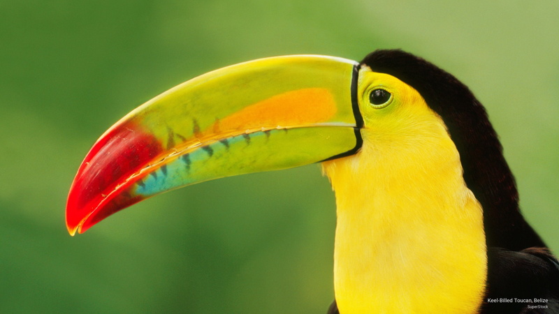 2K, toucan, Birds, billed, belize, keel