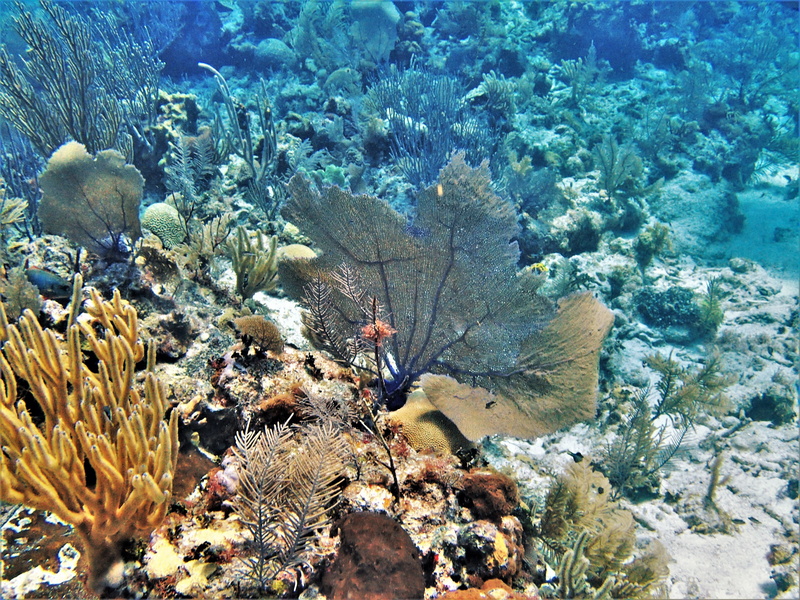 undersea, animal wildlife, one animal, coral, vertebrate, sea life, swimming, ecosystem, invertebrate, beauty in nature, caribbean, belize, marine, water