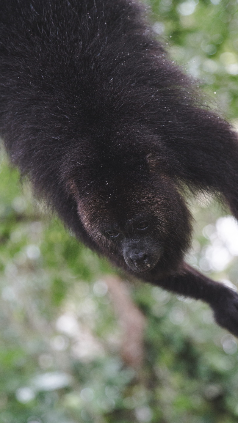 wildlife, day, forest, animals in the wild, mammal, animal, hairy, nature, black color, animal body part, close-up, animal wildlife, focus on foreground