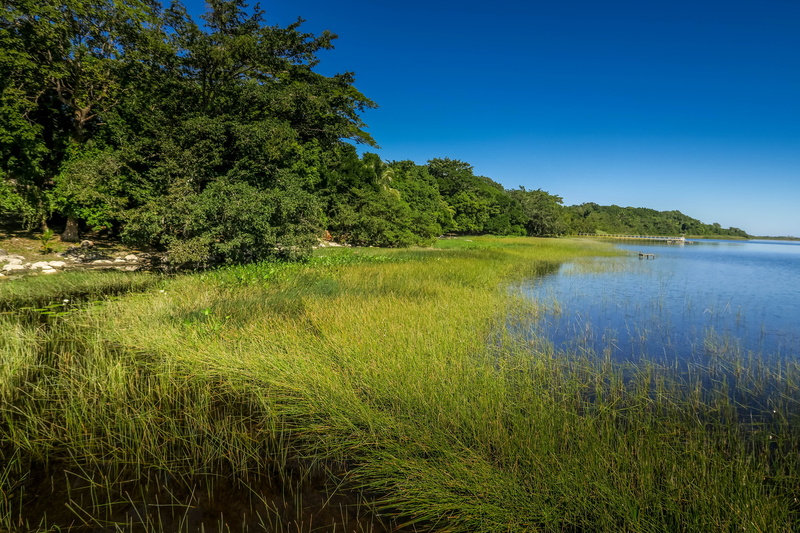 grass, scenics - nature, green color, tree, day, sky, outdoors, new river, blue, non-urban scene, nature, belize, swamp, land, tranquility, plant, growth