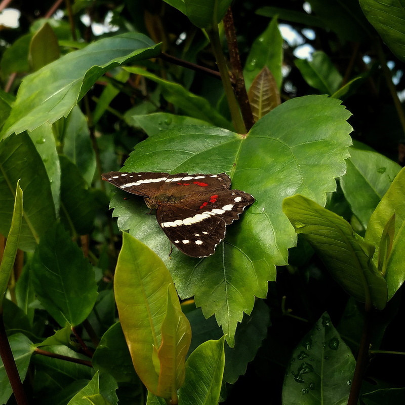 green color, butterfly, leaves, belize, summer, flower, focus on foreground, one animal, animal themes, invertebrate, outdoors, 1080P, close-up, insect