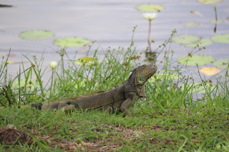 brown, field, reptile, green, nature, growth, water, day, animal themes, lizard, plant, outdoors, iguana, river, belize, 5K, bank, green color, animal wildlife