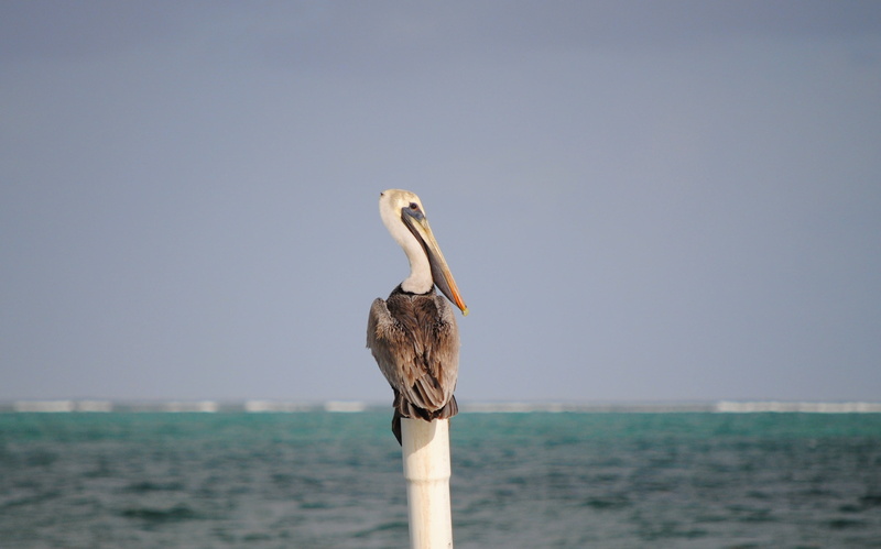animal wildlife, san, animal, caribbean, animals in the wild, caye, america, nature, focus on foreground, sea, clear sky, pelican, vertebrate, animal neck