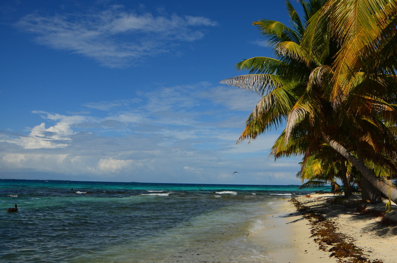 beauty in nature, blue, horizon, tropical climate, palm leaf, caye, beach, travel, coconut palm tree, sunny, holiday, belize, exotic, tranquil scene, plant