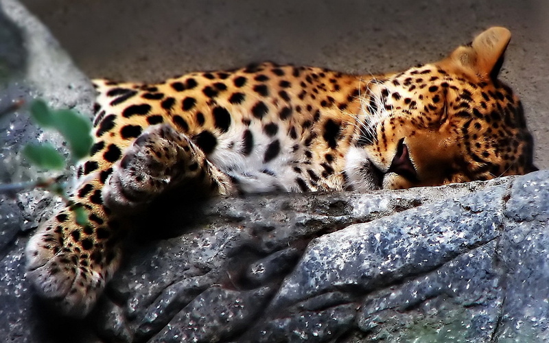 vertebrate, no people, animal, cheetah, 1080P, big cat, Belize, relaxation, mammal, feline, animals in captivity, one animal, nature, animal markings