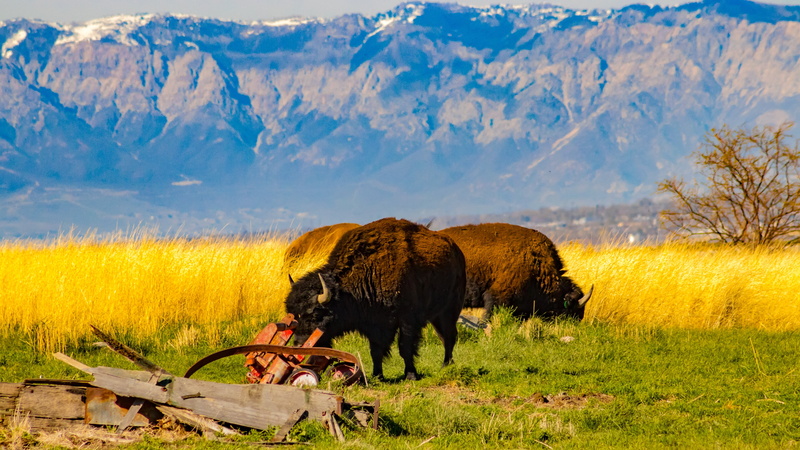 beauty in nature, mountain, grass, one animal, livestock, no people, nature, domestic animals, bison, mammal, field, landscape, animal, buffalo, vertebrate
