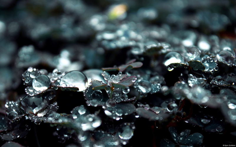raindrop, water drops, clovers, 1080P, details