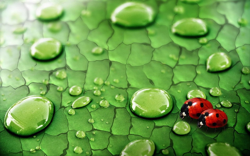 Leaf, Raindrops, Green, Ladybug, 1080P