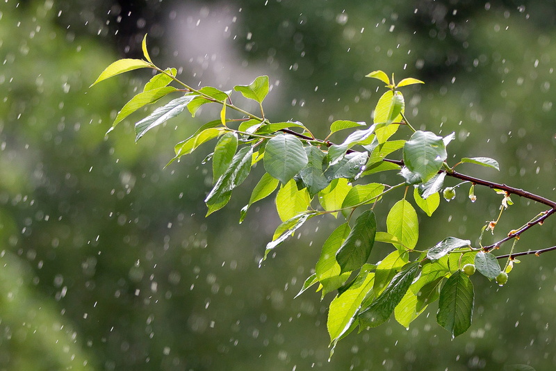 freshness, environment, the branch of a tree, springtime, precipitation, outdoors, beauty in nature, raindrop, plant, drops, focus on foreground, weather