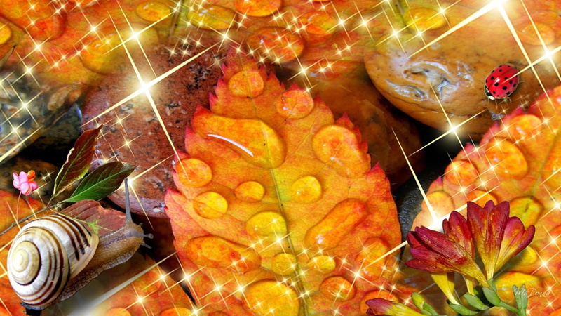 colors, autumn, rain, flowers, 3d and abstract, raindrops, lady bug, snail, leaves, fall, seasons, 1080P