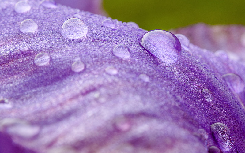 droplets, Sandrine, raindrops, nature, macro, wet, rosée, plant, close-up, purple, water, purple flower, dew, flower, photography, Douce, drop, 2K, backgrounds
