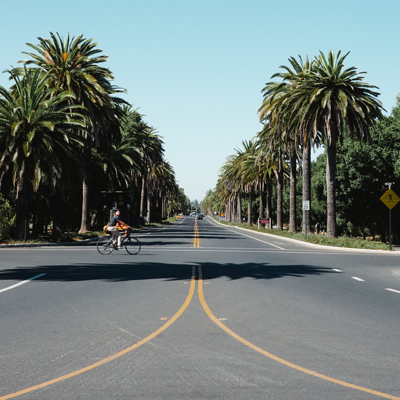 united states, transportation, nature, plant, city, the way forward, palm tree, palm drive, trees, marking, road, direction, tropic, sign, tree, stanford university