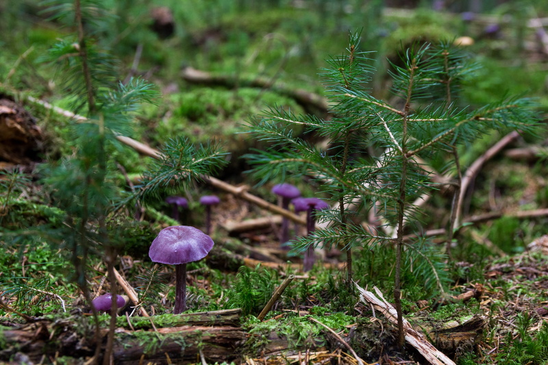close-up, beauty in nature, violet color, heath truffle relative, violet, field, violet blue, forest, purple, laccaria, vegetable, 5K, fouling, fungus