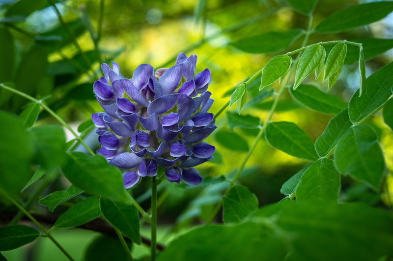 lilac, day, flower head, growth, amethyst falls wisteria, lavender, no people, flowering plant, inflorescence, 5K, close-up, freshness, nature, botany