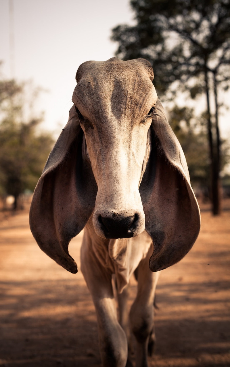 domestic animals, cow, animal, dust, herbivorous, photography, 1080P, pets, looking at viewer, focus on foreground, cattle, animal themes, ears, mammal