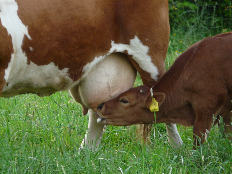 outdoors, meadow, domestic, rural Scene, farm, group of animals, bos primigenius taurus, pets, animal, pasture, no people, drink, mammal, grazing, herbivorous
