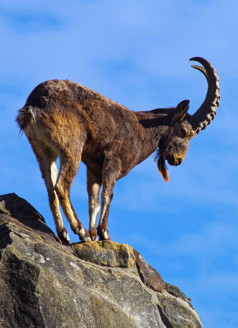 vertebrate, nature, no people, animal wildlife, low angle view, horned, herbivorous, animal themes, goat, climb, horn, mountains, animal, alpine ibex, animal head